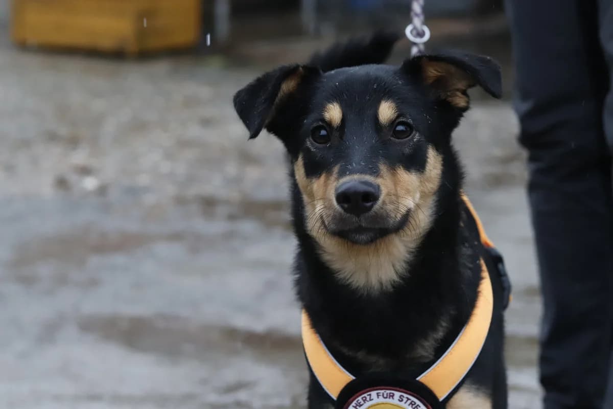 Kia, female young Mixed Breed for adoption at Ein Herz für Streuner e.V., München
