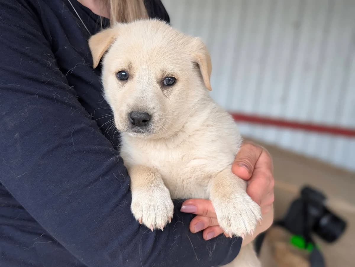 Kiana, female puppy Mixed Breed for adoption at Ein Herz für Streuner e.V., München