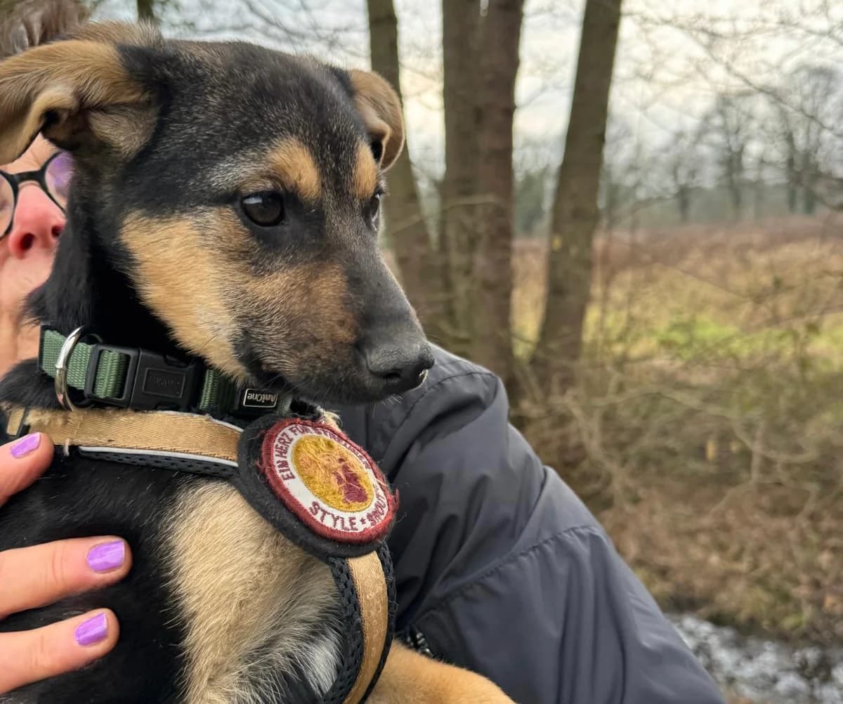 Kiara, female puppy Mixed Breed for adoption at Ein Herz für Streuner e.V., München