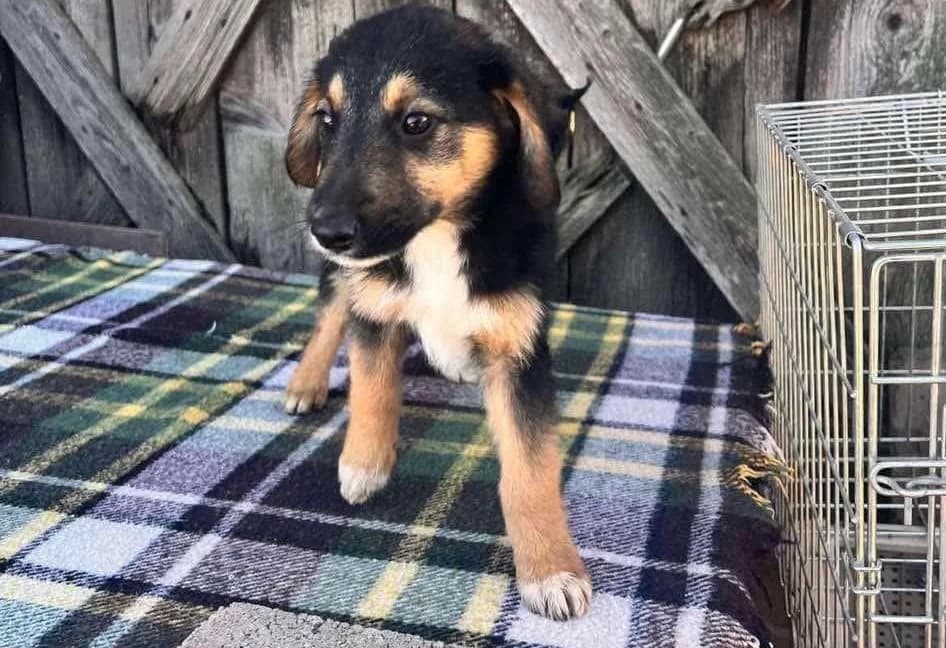 Kiba, puppy Mixed Breed for adoption at Ein Herz für Streuner e.V., München