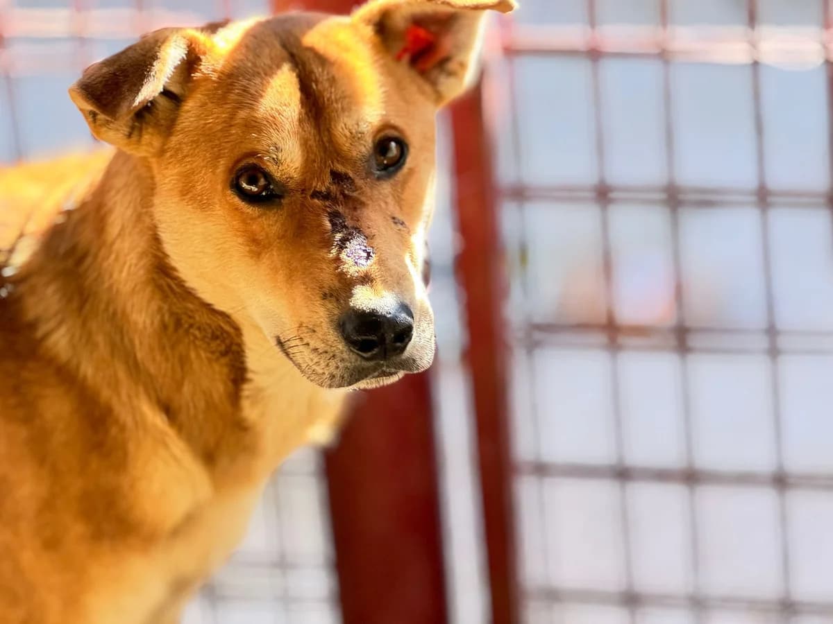 Kibo, male 3yo Mixed Breed for adoption at Ein Herz für Streuner e.V., München