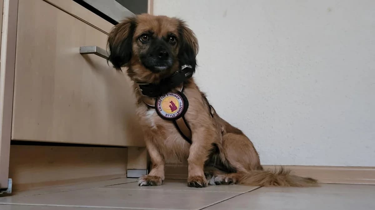 Kibo, female young Mixed Breed for adoption at Ein Herz für Streuner e.V., München
