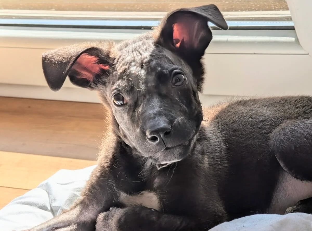 Kibo, male puppy Mixed Breed for adoption at Ein Herz für Streuner e.V., München