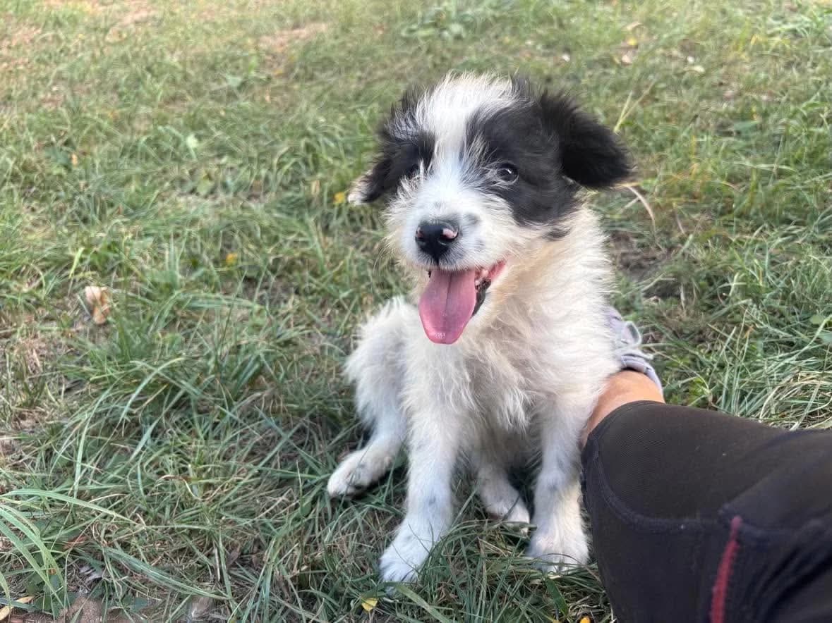 Kibou, female puppy Mixed Breed for adoption at Ein Herz für Streuner e.V., München