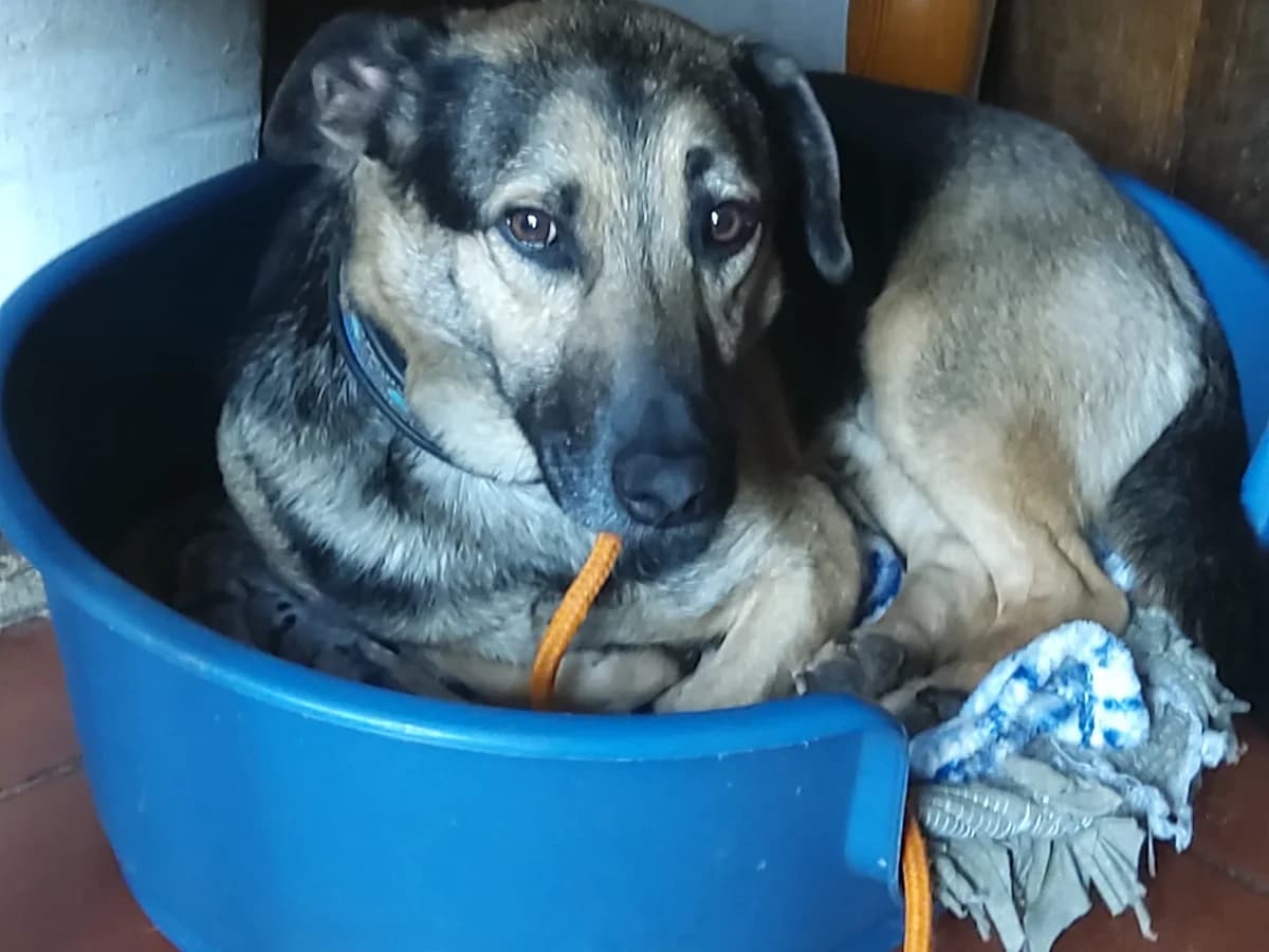 Kicko, male 3yo Mixed Breed for adoption at Ein Herz für Streuner e.V., München
