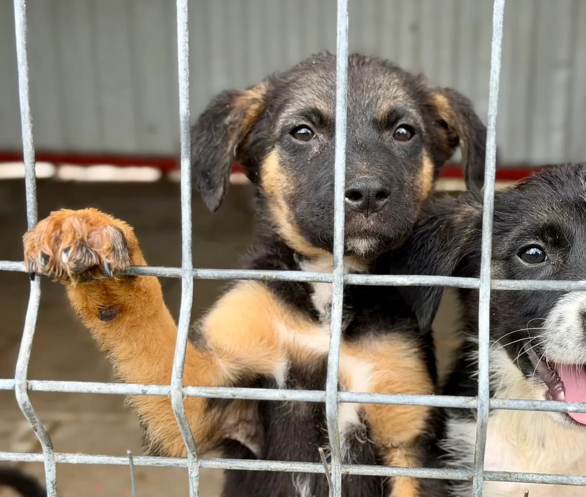 Kida, female puppy Mixed Breed for adoption at Ein Herz für Streuner e.V., München