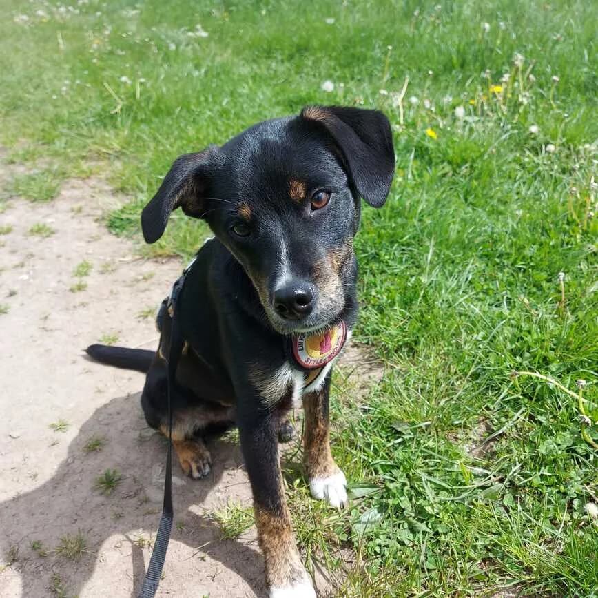 Kiko, weiß male puppy Mixed Breed for adoption at Ein Herz für Streuner e.V., München