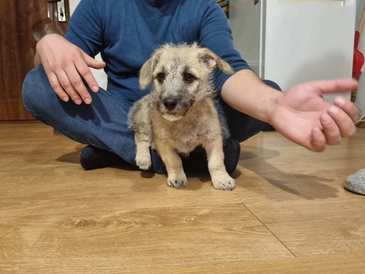 Kiko, male puppy Mixed Breed for adoption at Ein Herz für Streuner e.V., München
