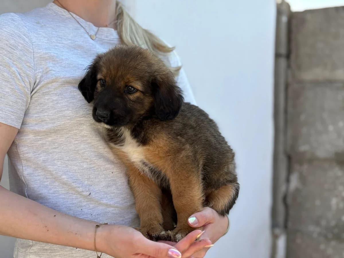 Kili, puppy Mixed Breed for adoption at Ein Herz für Streuner e.V., München