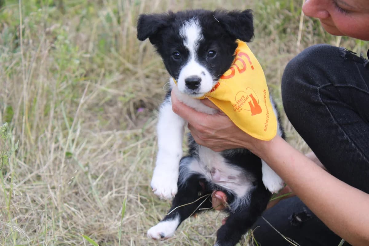 Kilian, schwarz male puppy Mixed Breed for adoption at Ein Herz für Streuner e.V., München