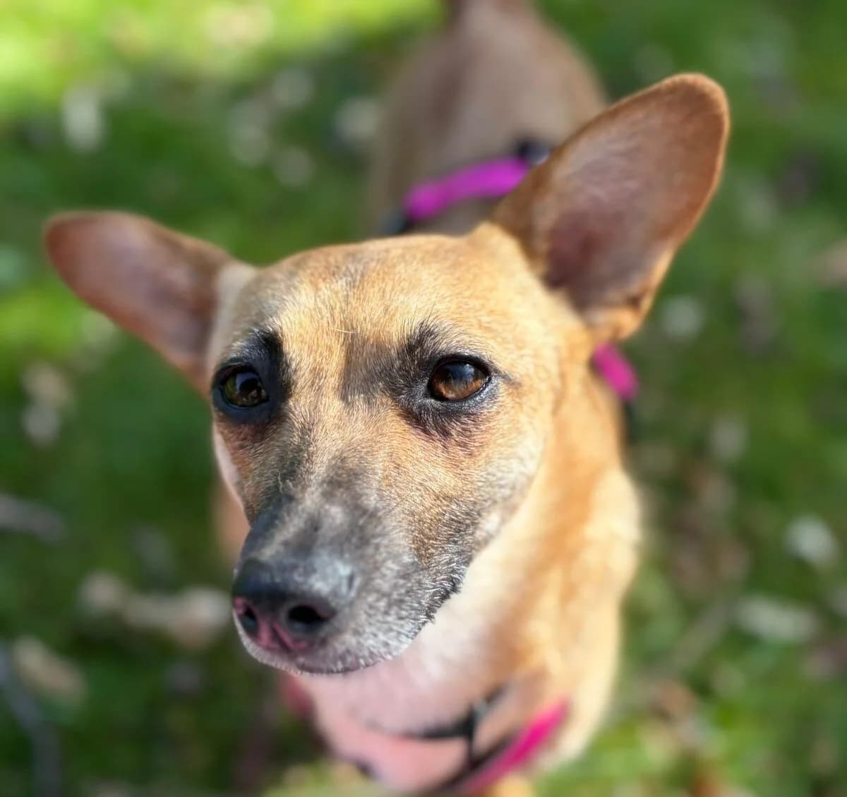 Kim, female 5yo Mixed Breed for adoption at Ein Herz für Streuner e.V., München