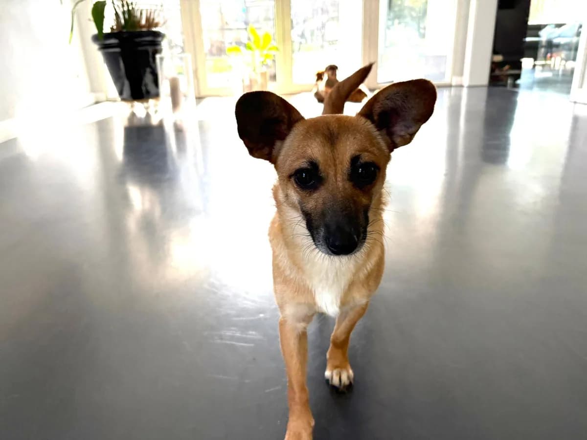 Kim, female 5yo Mixed Breed for adoption at Ein Herz für Streuner e.V., München