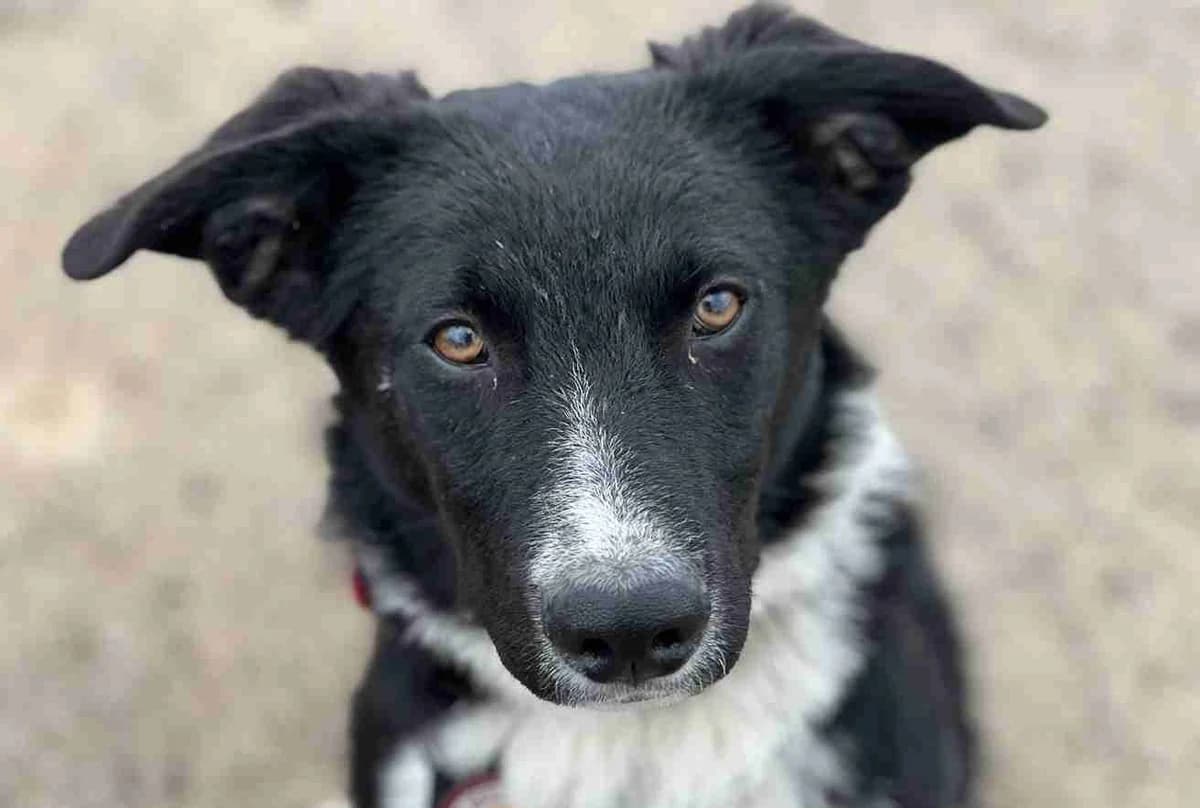 Kimba, schwarz male puppy Mixed Breed for adoption at Ein Herz für Streuner e.V., München
