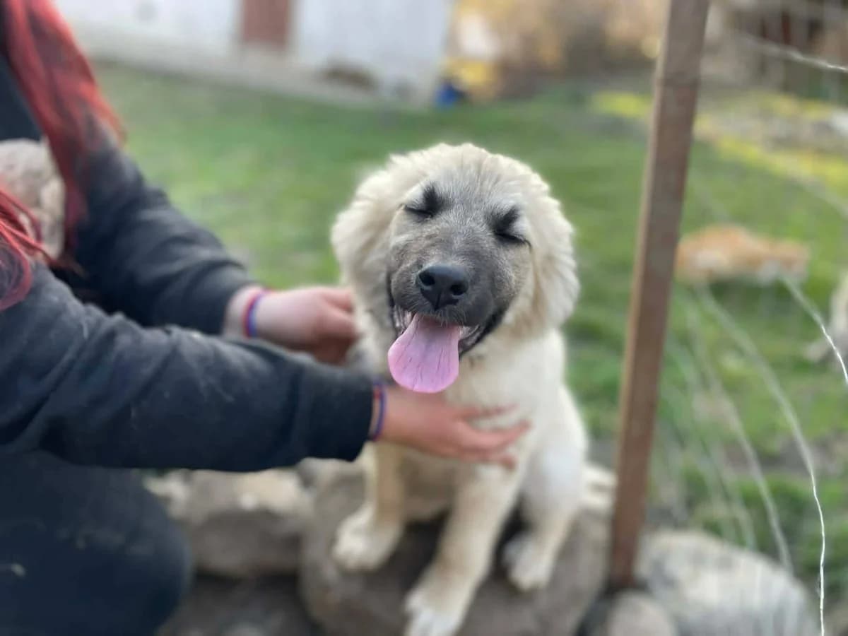 Kimberly, female puppy Mixed Breed for adoption at Ein Herz für Streuner e.V., München