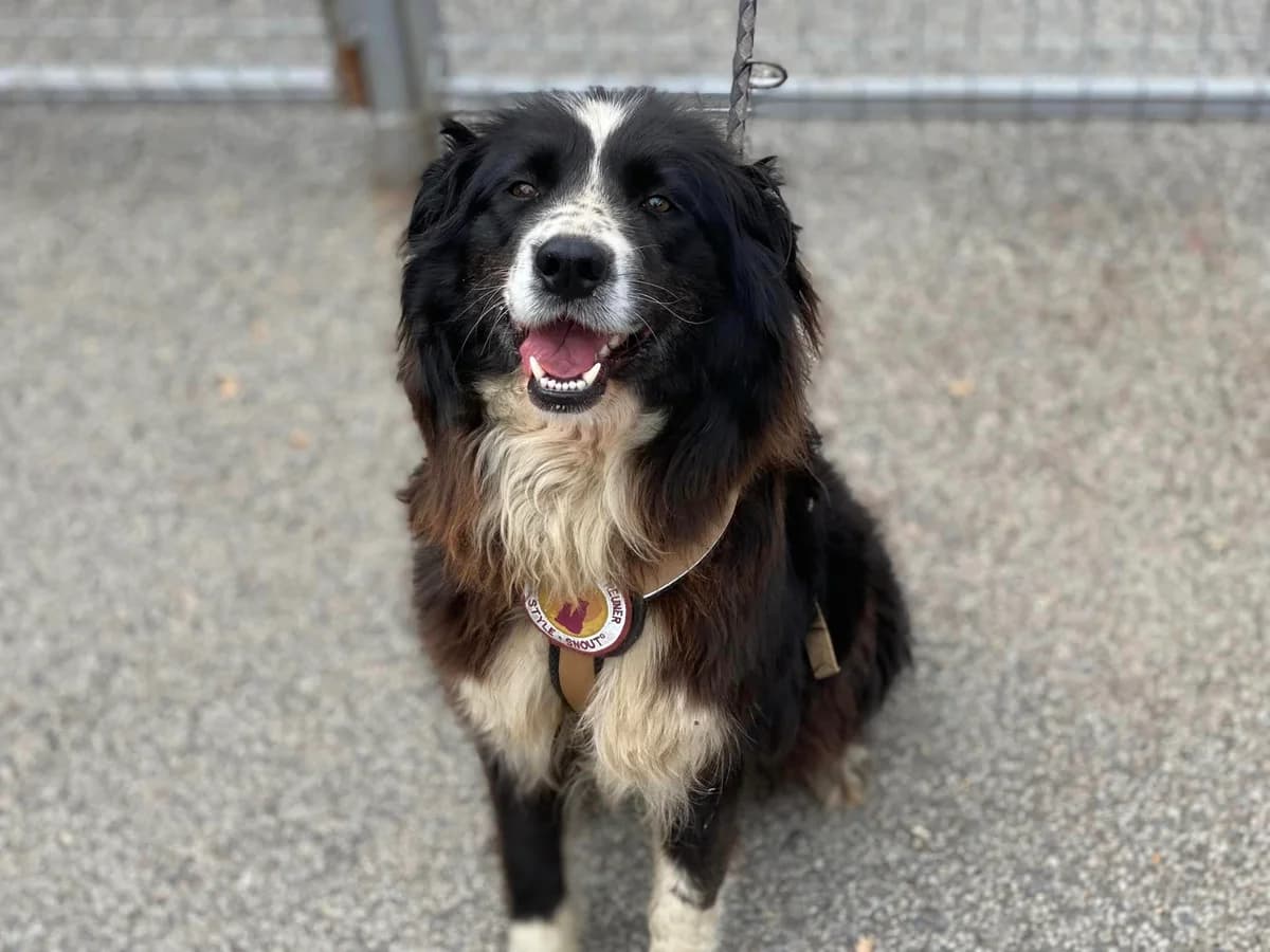 Kimi, female 4yo Mixed Breed for adoption at Ein Herz für Streuner e.V., München