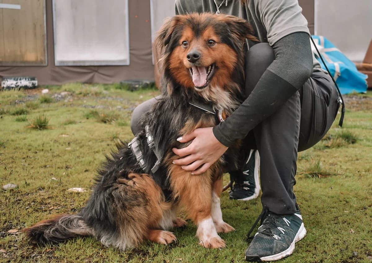 Kimo, schwarz male young Mixed Breed for adoption at Ein Herz für Streuner e.V., München