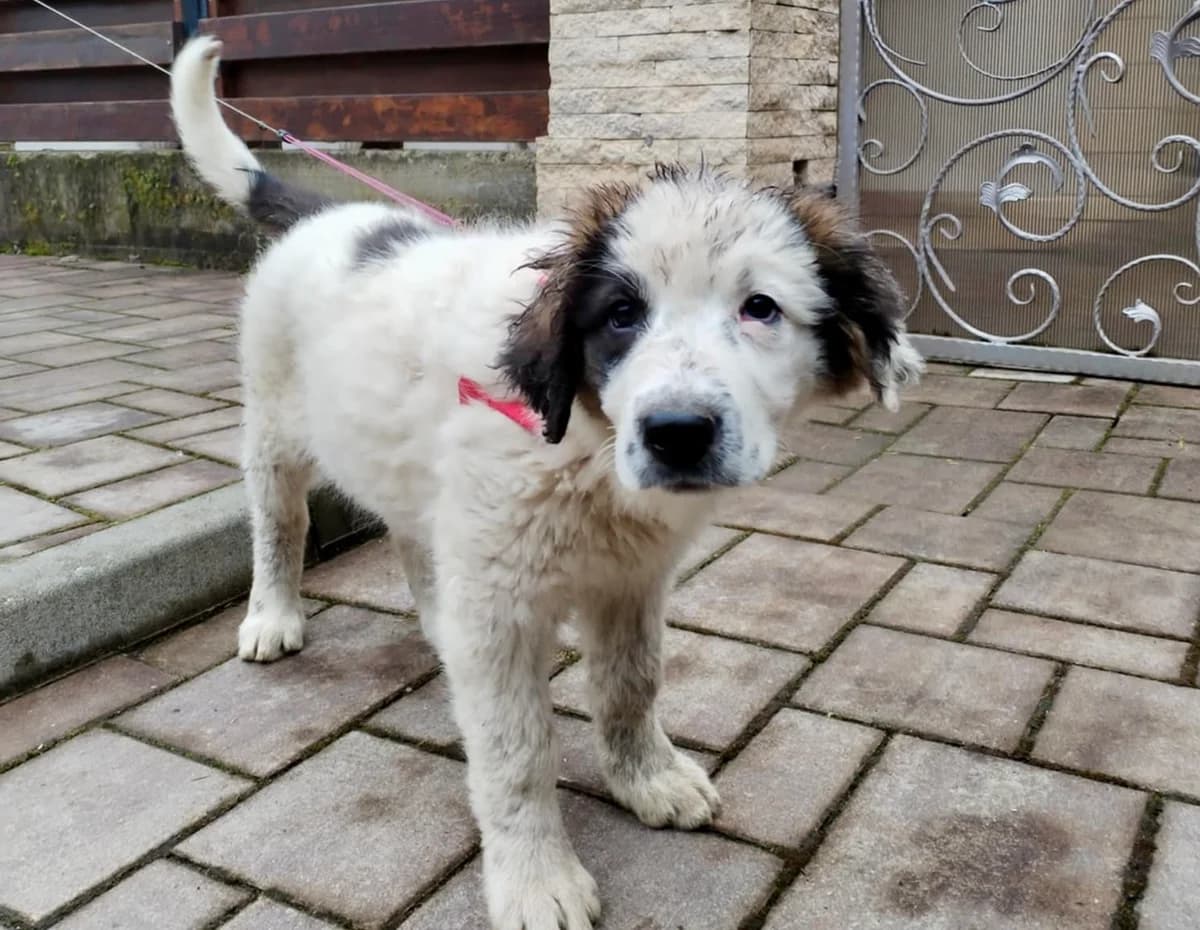 Kindra, female puppy Mixed Breed for adoption at Ein Herz für Streuner e.V., München