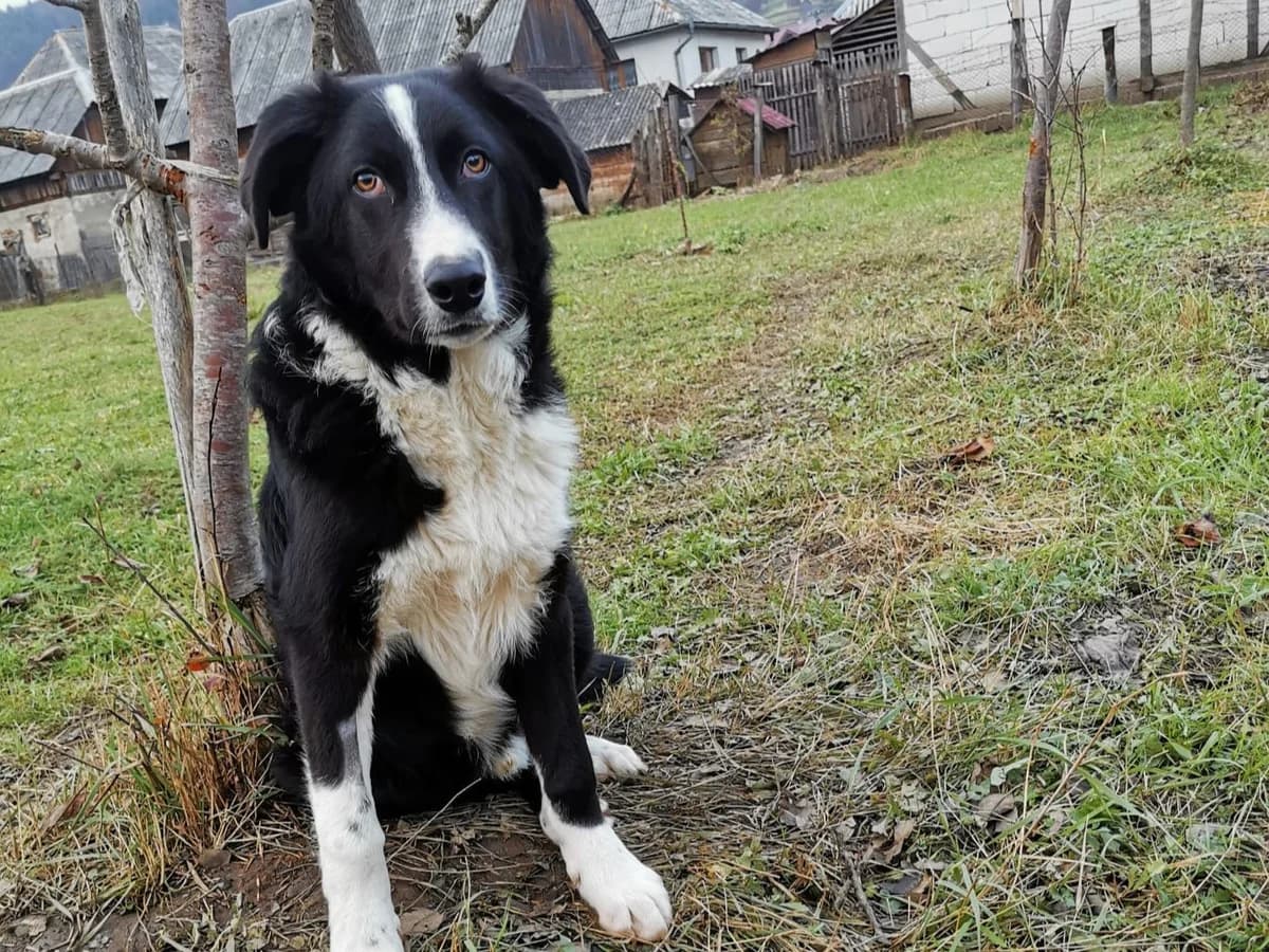 King, weiß male 5yo Mixed Breed for adoption at Ein Herz für Streuner e.V., München