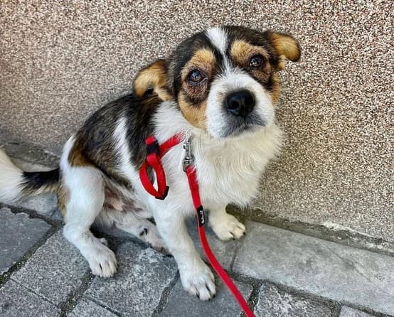 Kingsman, hellbraun male 5yo Mixed Breed for adoption at Ein Herz für Streuner e.V., München