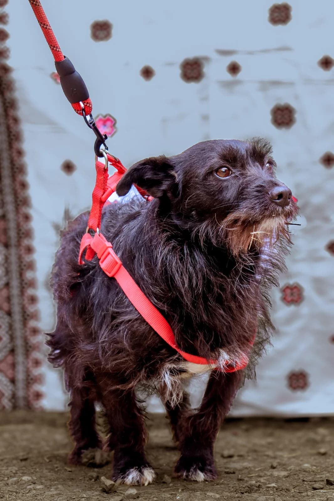 Kira, female 3yo Mixed Breed for adoption at Ein Herz für Streuner e.V., München