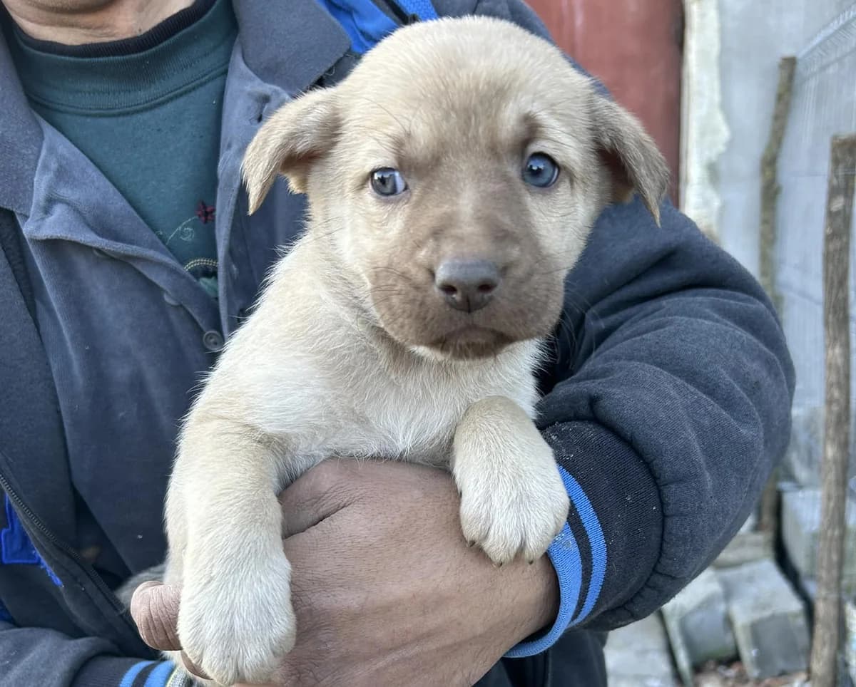 Kira, female young Mixed Breed for adoption at Ein Herz für Streuner e.V., München