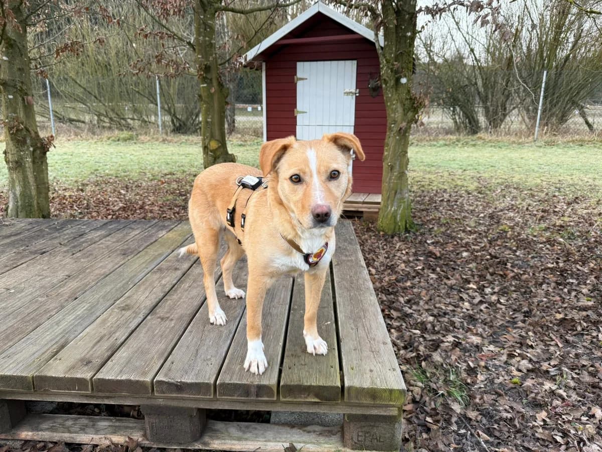 Kira, female 5yo Mixed Breed for adoption at Ein Herz für Streuner e.V., München