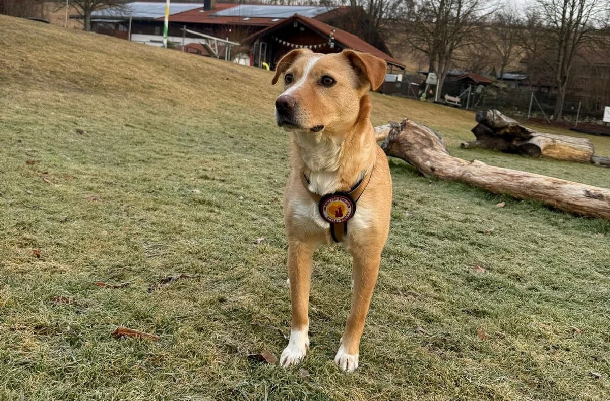 Kira, female 5yo Mixed Breed for adoption at Ein Herz für Streuner e.V., München