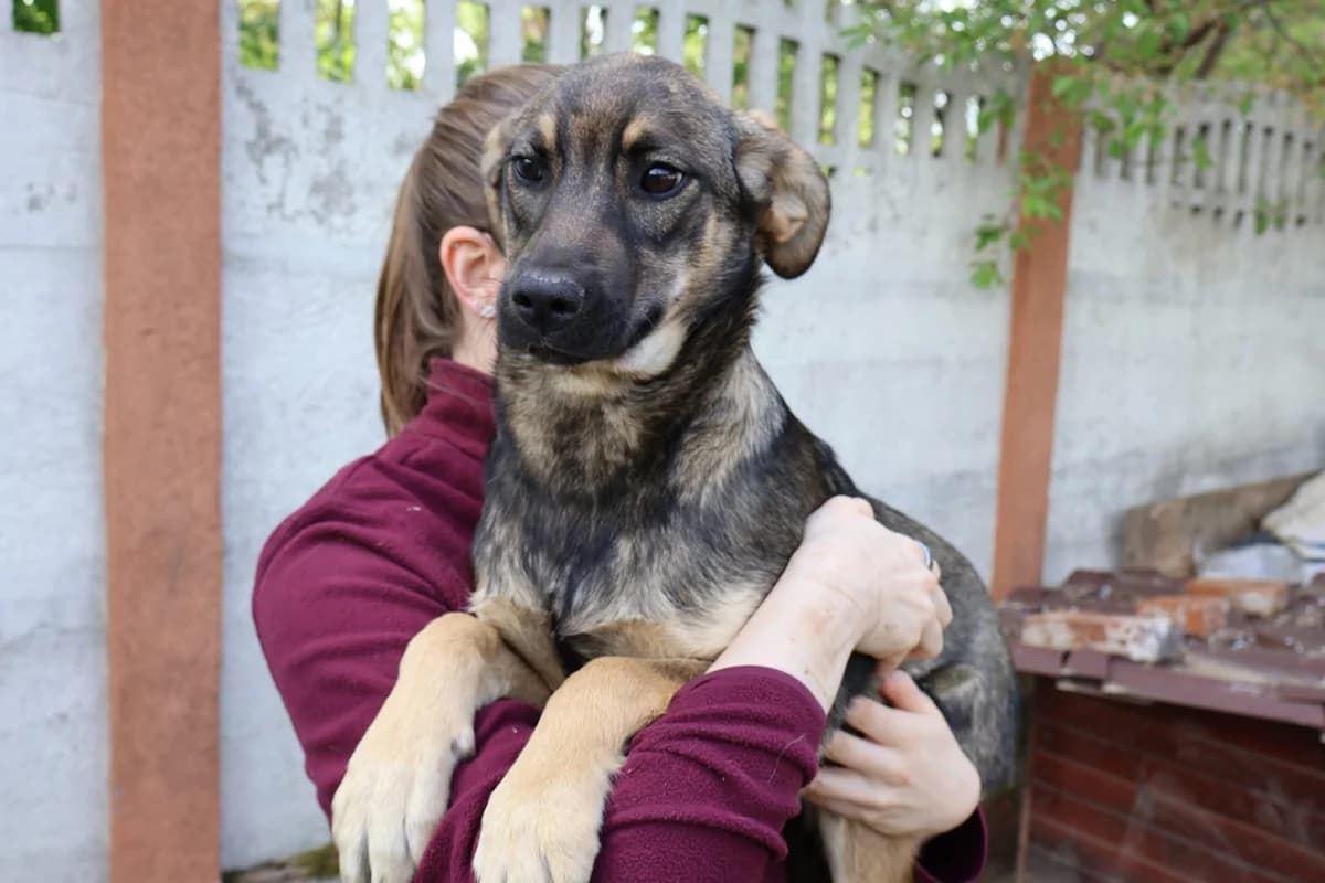 Kira, female puppy Mixed Breed for adoption at Ein Herz für Streuner e.V., München