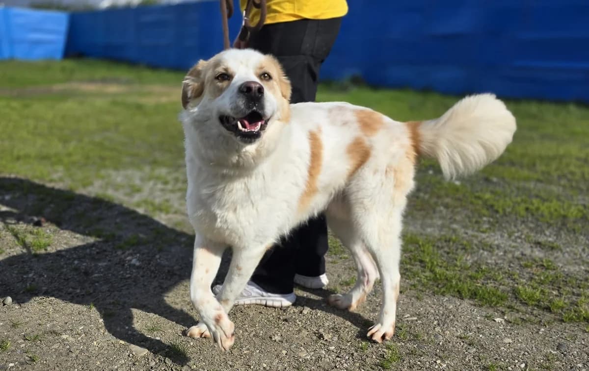 Kiran, male 5yo Mixed Breed for adoption at Ein Herz für Streuner e.V., München