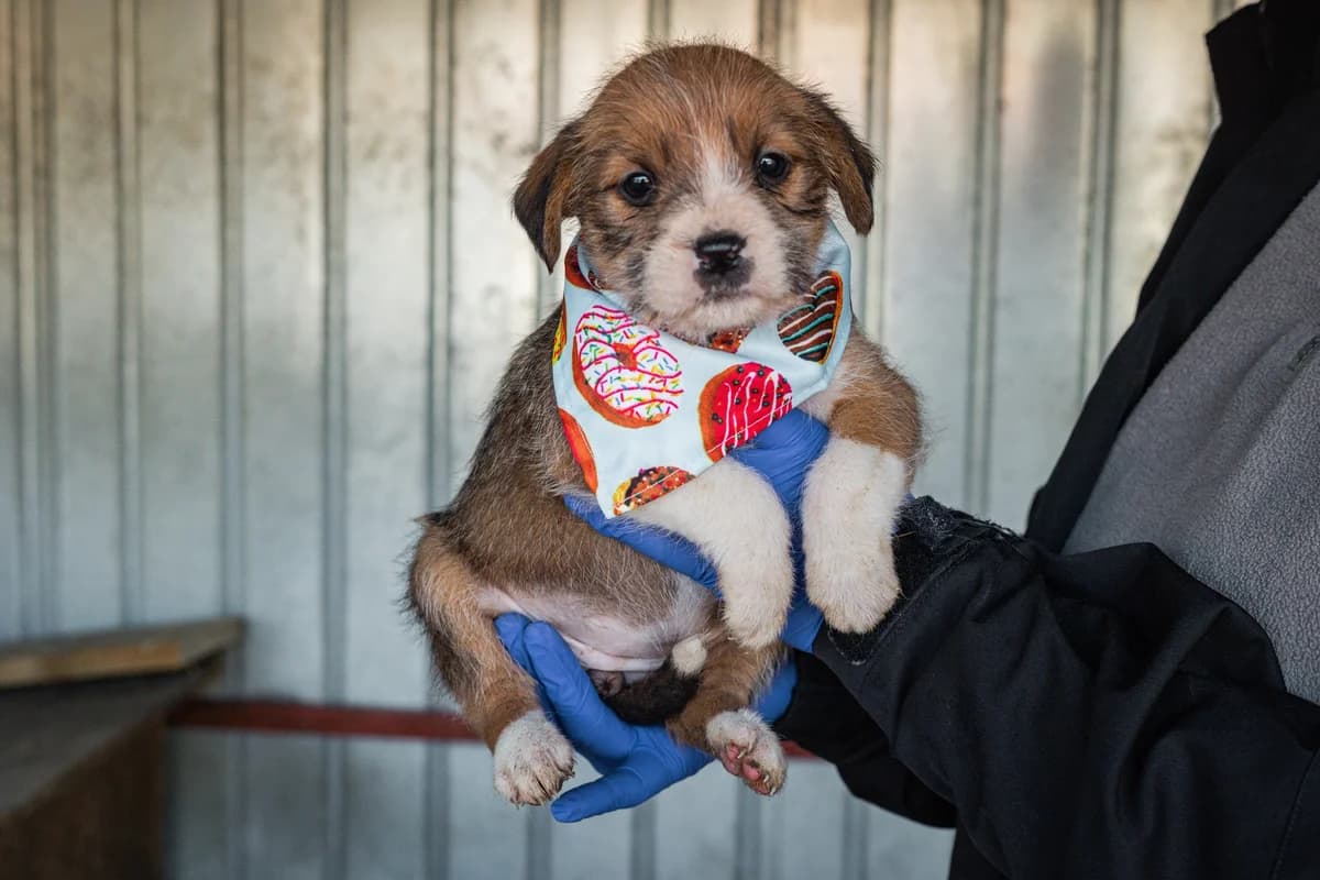 Kirby, female puppy Mixed Breed for adoption at Ein Herz für Streuner e.V., München