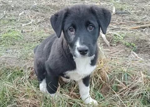 Kiri, weiß female puppy Mixed Breed for adoption at Ein Herz für Streuner e.V., München