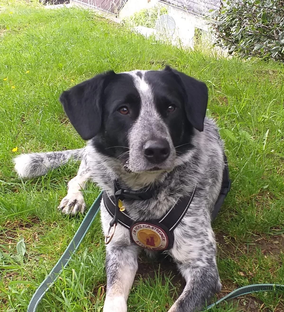 Kirk, male 5yo Mixed Breed for adoption at Ein Herz für Streuner e.V., München