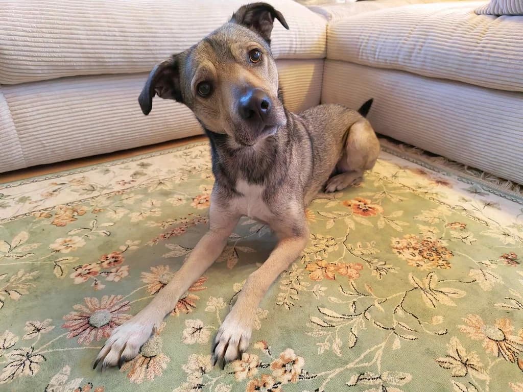 KIRNKIN, jetzt Appa, male 3yo Mixed Breed for adoption at Ein Herz für Streuner e.V., München