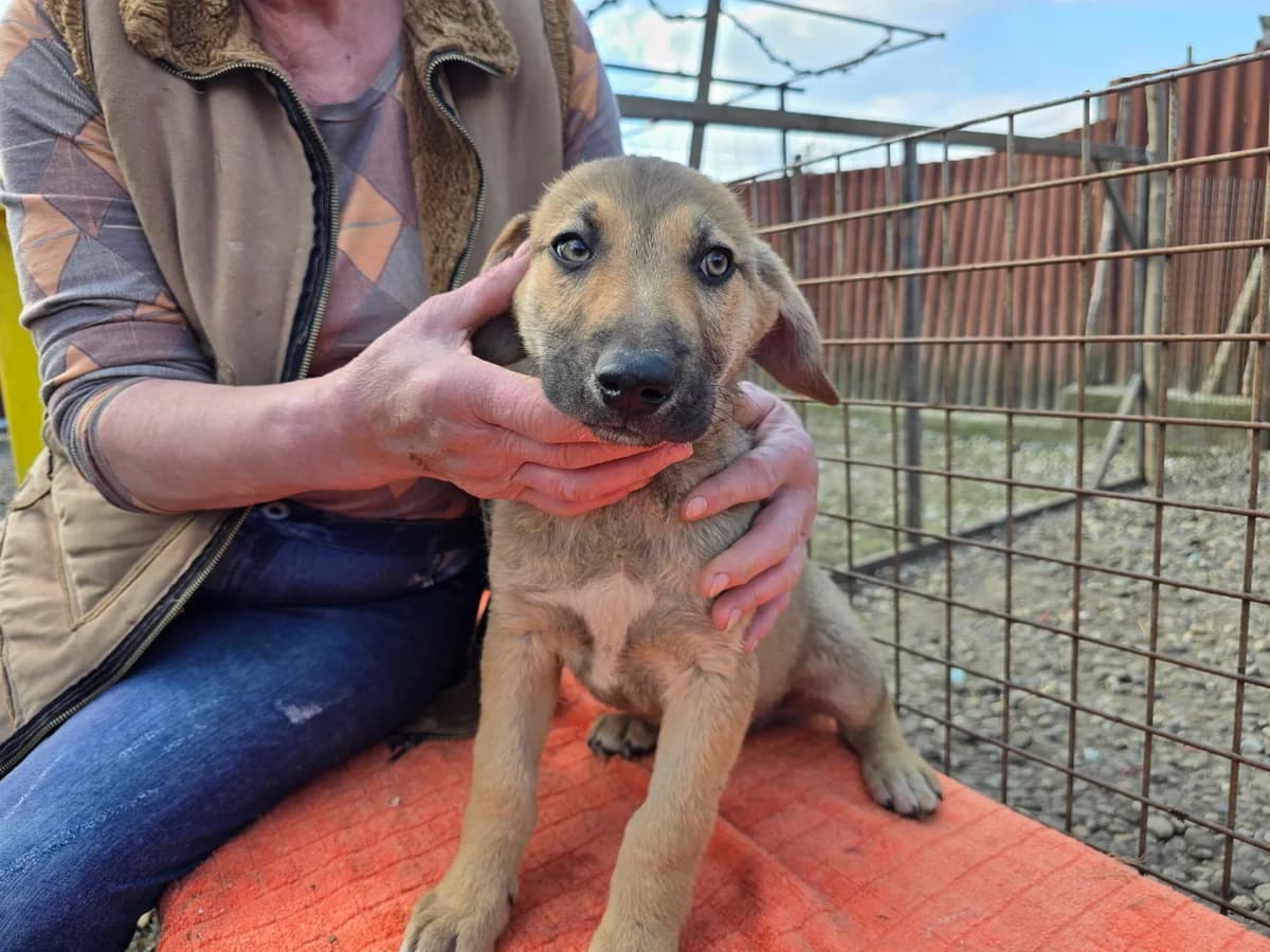 Kito, male puppy Mixed Breed for adoption at Ein Herz für Streuner e.V., München