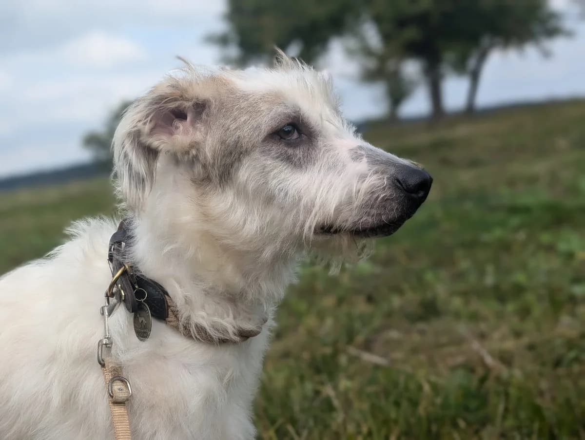 Kiwi, female puppy Mixed Breed for adoption at Ein Herz für Streuner e.V., München