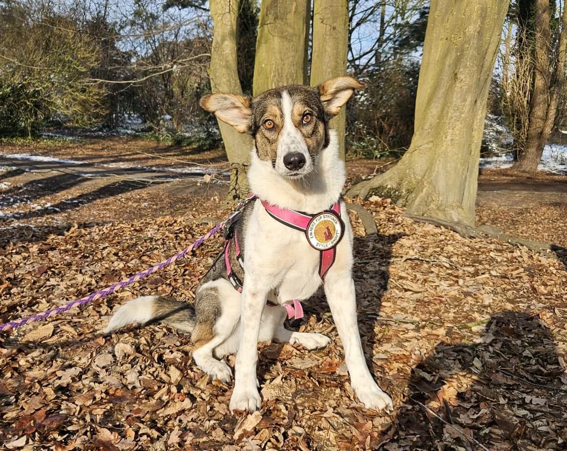 Kiwi, female young Mixed Breed for adoption at Ein Herz für Streuner e.V., München