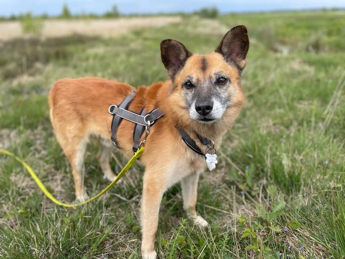 Kiyan, male senior Mixed Breed for adoption at Ein Herz für Streuner e.V., München