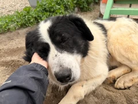 Kjell, schwarz male 5yo Mixed Breed for adoption at Ein Herz für Streuner e.V., München