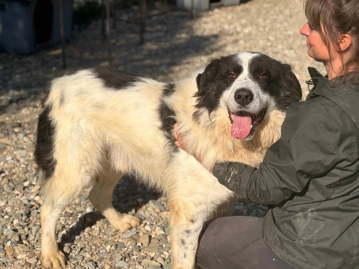 Kjell, schwarz male 5yo Mixed Breed for adoption at Ein Herz für Streuner e.V., München