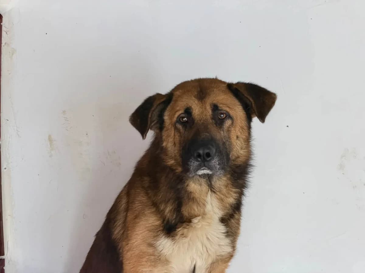 Kjetil, braun male 3yo Mixed Breed for adoption at Ein Herz für Streuner e.V., München