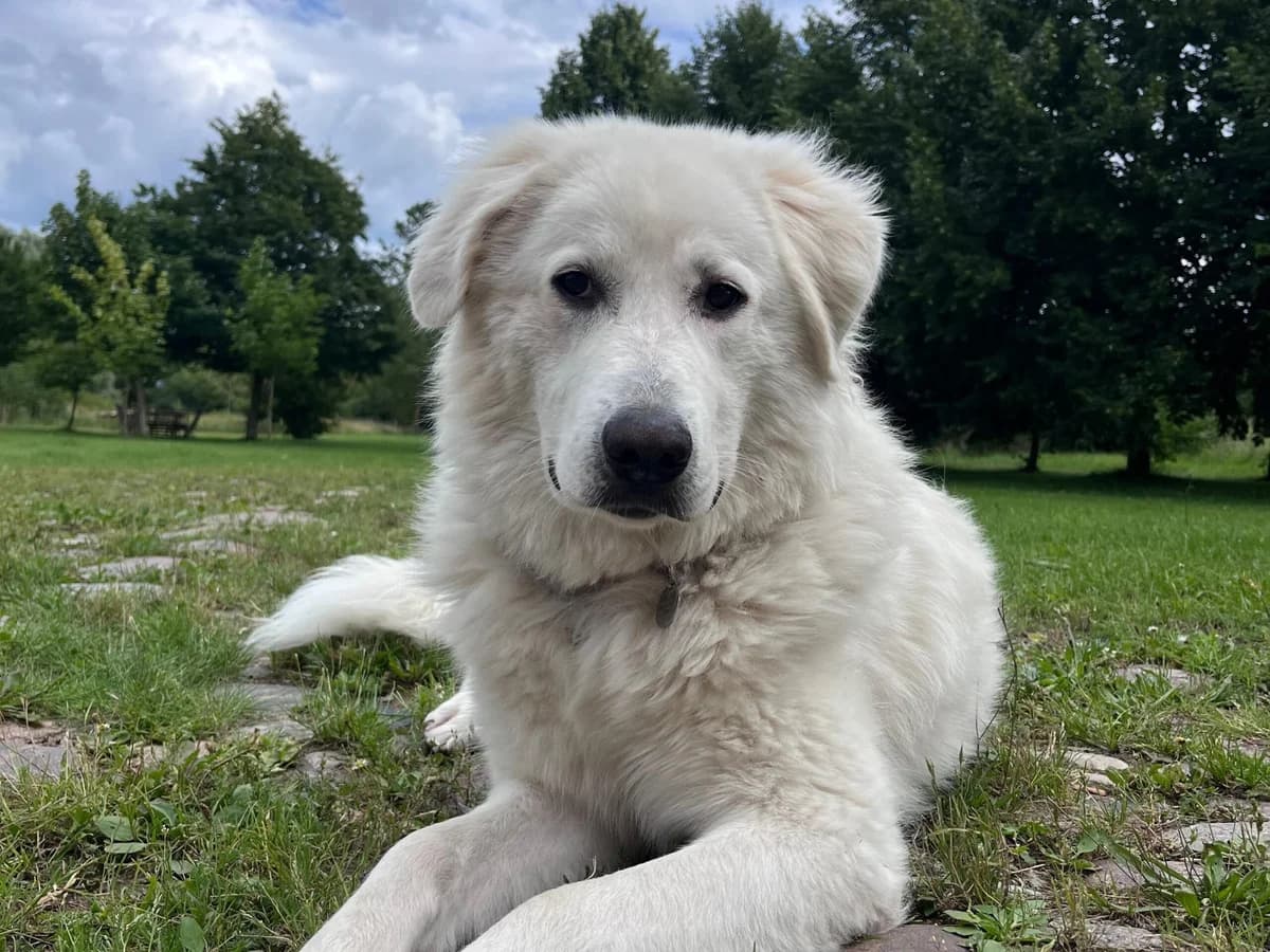 Klara, female 5yo Mixed Breed for adoption at Ein Herz für Streuner e.V., München