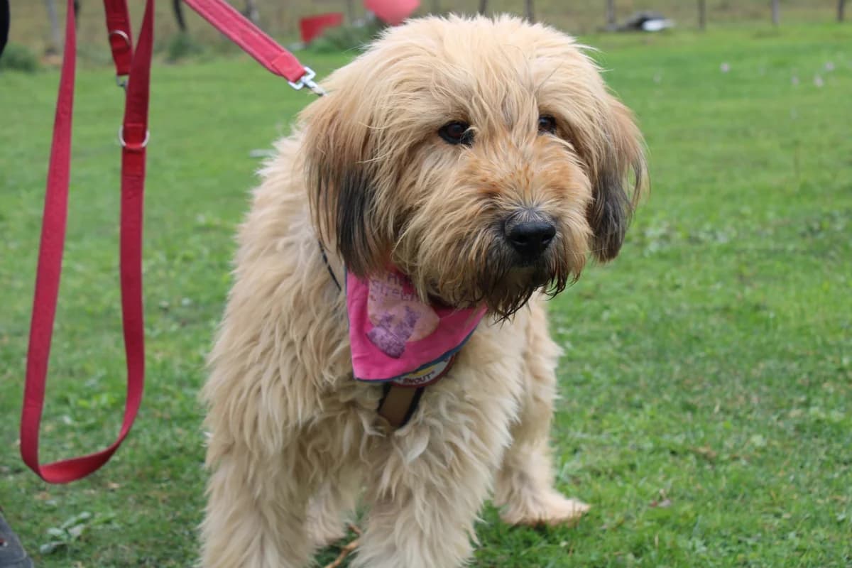 Klara, Mixed Breed for adoption at Ein Herz für Streuner e.V., München