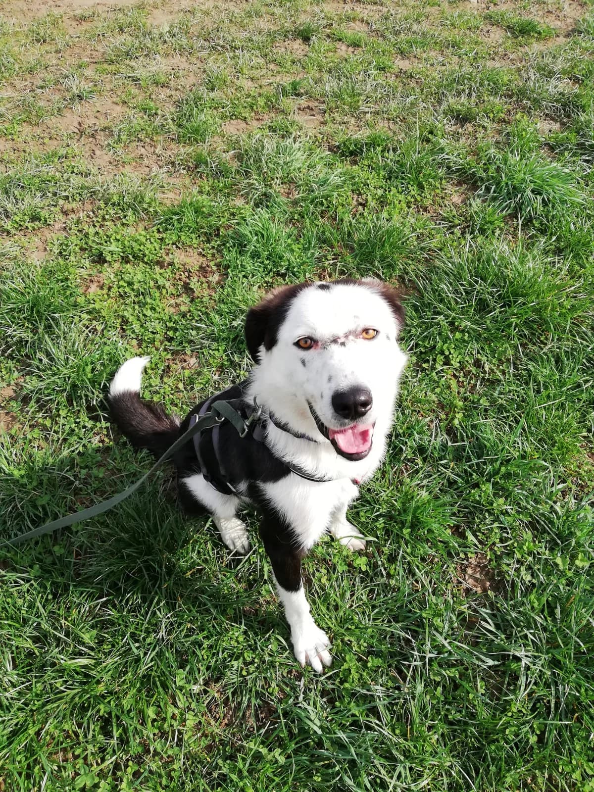 Klara, female 3yo Mixed Breed for adoption at Ein Herz für Streuner e.V., München