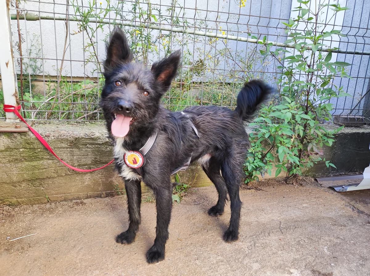 Klaudiusz, male 5yo Mixed Breed for adoption at Ein Herz für Streuner e.V., München