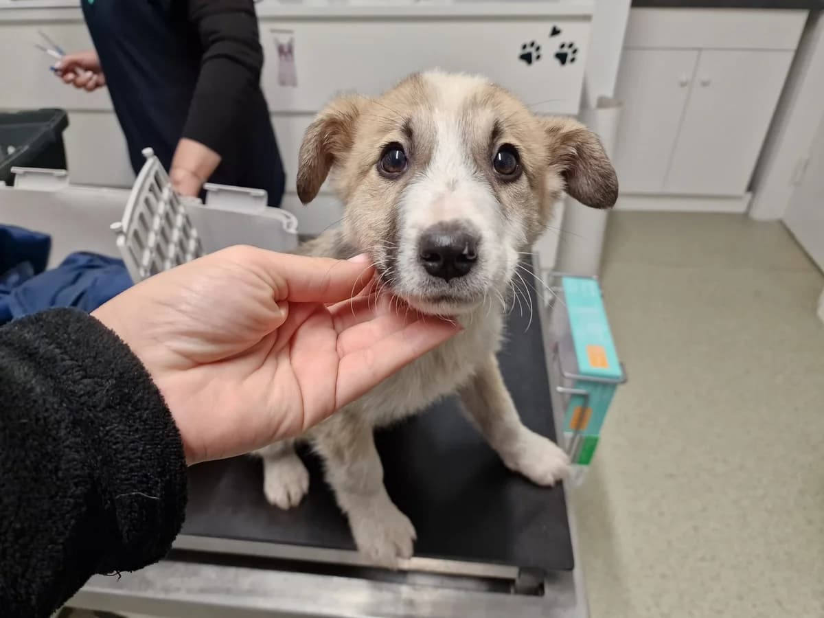 Klaus, male puppy Mixed Breed for adoption at Ein Herz für Streuner e.V., München