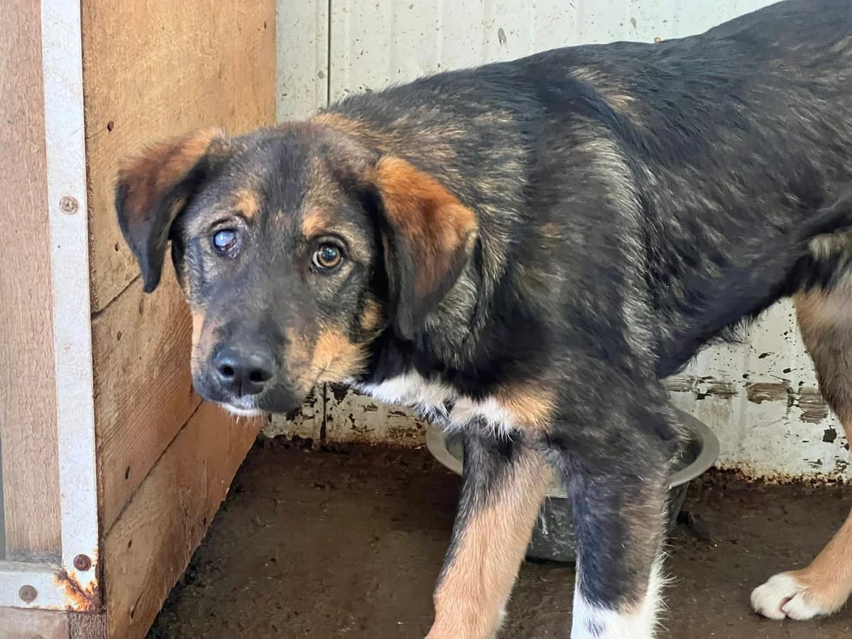 Klaus, male puppy Mixed Breed for adoption at Ein Herz für Streuner e.V., München