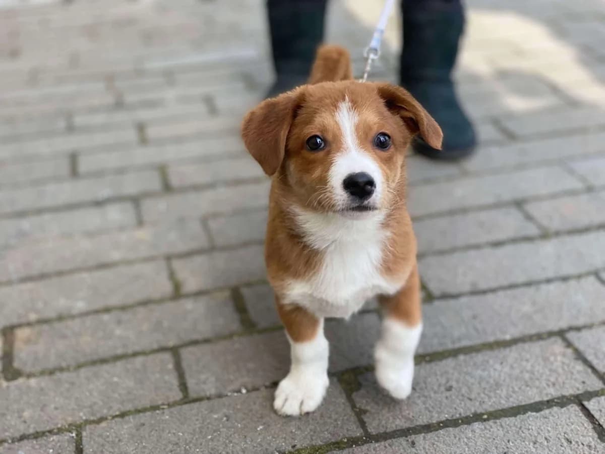 Klausi, male puppy Mixed Breed for adoption at Ein Herz für Streuner e.V., München