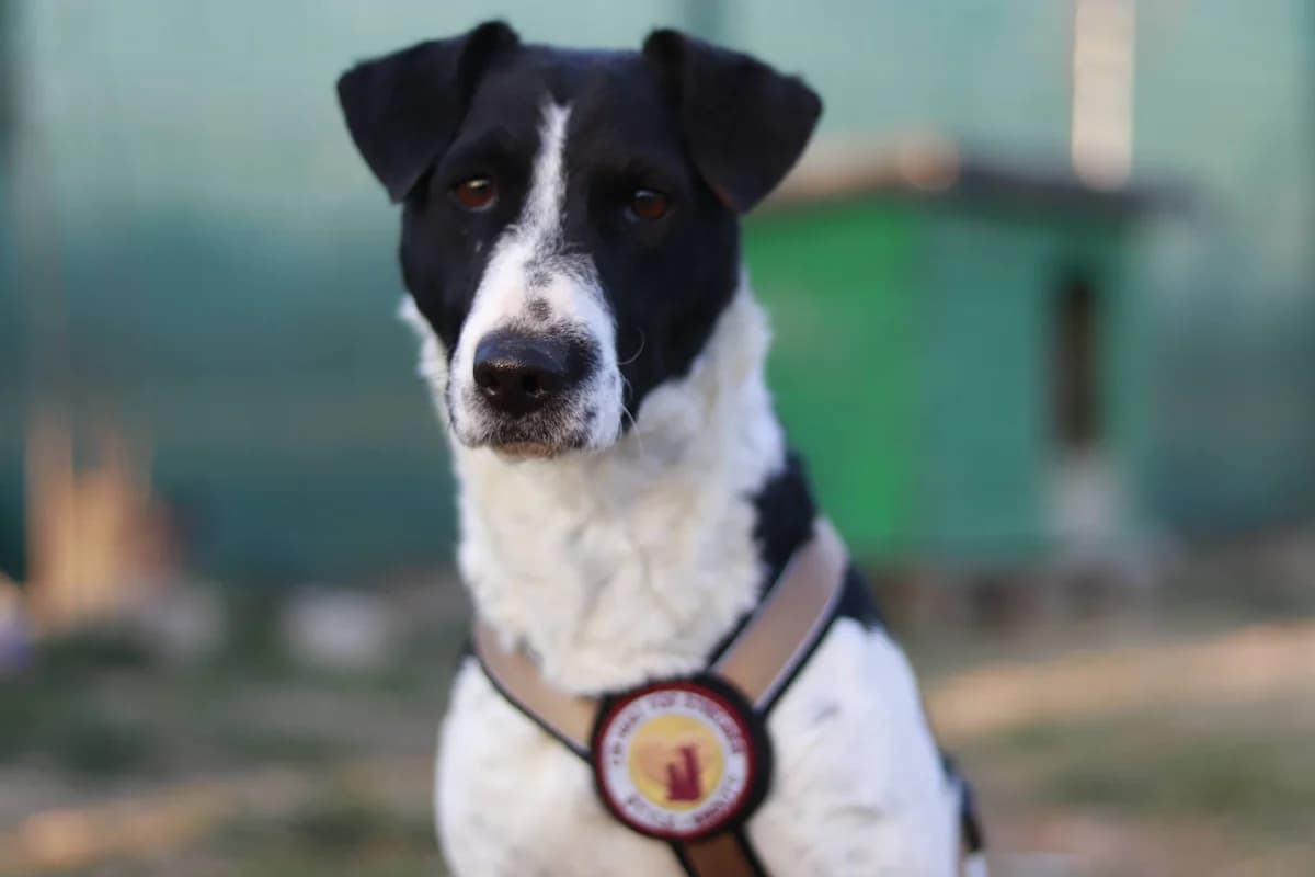 Klecks, weiß female 4yo Mixed Breed for adoption at Ein Herz für Streuner e.V., München