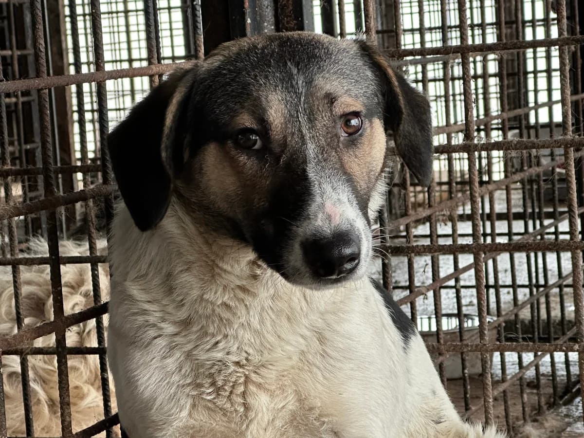Klecks, male young Mixed Breed for adoption at Ein Herz für Streuner e.V., München