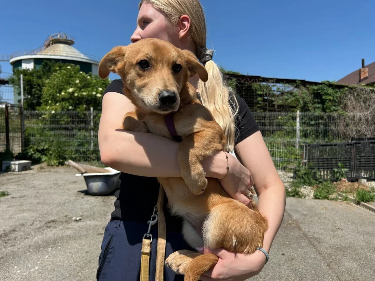 Klee, female puppy Mixed Breed for adoption at Ein Herz für Streuner e.V., München